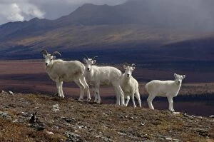 Images Dated 9th September 2005: dall sheep, Ovis dalli, herd resting on a hillside during fall colors, Mount Margarget