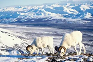 Animal Body Prints: dall sheep, Ovis dalli, pair foraging on a snow-covered hillside in Denali National Park