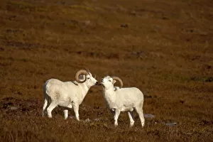 dall sheep, Ovis dalli, pair of rams on fall tundra, Denali National Park, interior