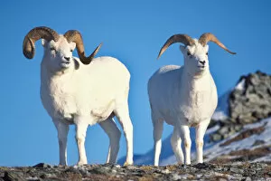 dall sheep, Ovis dalli, pair of rams on Mount Margaret, Denali National Park, interior