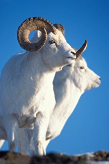 Images Dated 4th October 2006: dall sheep, Ovis dalli, ram and ewe on Mount Margaret, Denali National Park, interior