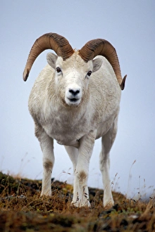 Images Dated 4th October 2006: dall sheep, Ovis dalli, ram on Mount Margaret, Denali National Park, interior of Alaska