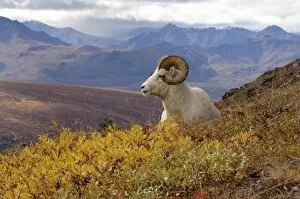 Images Dated 9th September 2005: dall sheep, Ovis dalli, ram resting on a hillside during fall colors, Mount Margaret