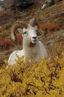 dall sheep, Ovis dalli, ram resting on a hillside during fall colors, Mount Margaret