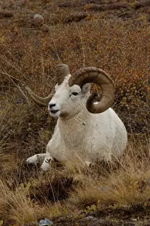 dall sheep, Ovis dalli, ram resting on a hillside during fall colors, Mount Margaret