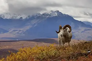Images Dated 9th September 2005: dall sheep, Ovis dalli, ram resting on a hillside during fall colors, Mount Margaret