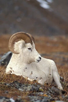 Images Dated 4th October 2006: dall sheep, Ovis dalli, ram resting on Mount Margaret, Denali National Park, interior