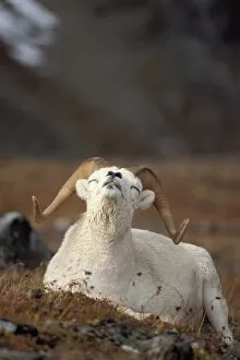 dall sheep, Ovis dalli, ram scenting the air, Mount Margaret, Denali National Park