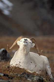 Images Dated 4th October 2006: dall sheep, Ovis dalli, ram scenting the air, Mount Margaret, Denali National Park
