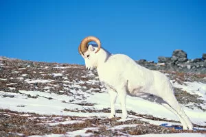 Images Dated 4th October 2006: dall sheep, Ovis dalli, ram on a snow-covered hillside in Denali National Park, interior