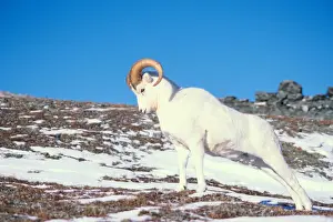 Animal Body Prints: dall sheep, Ovis dalli, ram on a snow-covered hillside in Denali National Park, interior