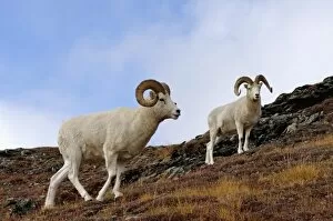 Images Dated 9th September 2005: dall sheep, Ovis dalli, rams on a hillside during fall colors, Mount Margaret, Denali National Park