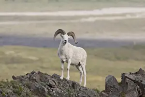 A dall sheep ram poses on Marmot Rock in Polychrome Pass along the Denali Park Road