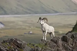 Agile Prints: A dall sheep ram stands on Marmot Rock in Polychrome Pass along the Denali Park Road
