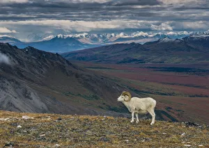 Fairbanks Prints: Dall sheep on ridge, fall tundra, Denali National Park, Alaska, USA