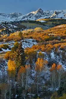 Images Dated 8th October 2016: Dallas Mountain and San Juan Mountain Range, Colorado, Autumn colors and aspens glowing