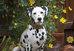 Companion Prints: A Dalmation sitting in a garden with yellow flowers