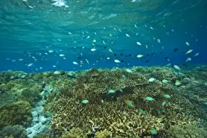 Marine Preserve Prints: Damselfish, Pristine Scuba Diving at Tukang Besi / Wakatobi Archilpelago Marine Preserve
