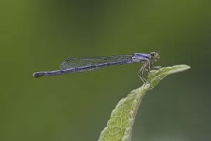 Images Dated 24th June 2004: Damselfly, Argia spp