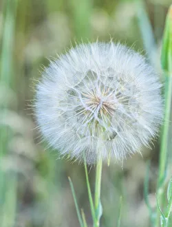 Eastern Oregon Prints: Dandelion