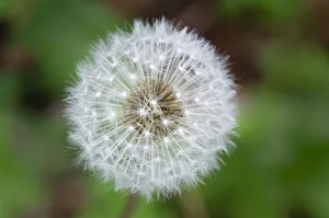 Dandelion seed head
