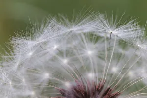 Seed Prints: Dandelion seed head, Kentucky