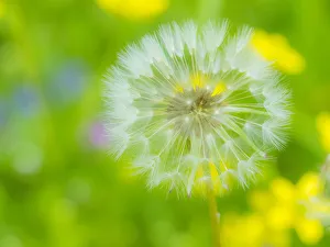 Dandelion Prints: Dandelion seedhead close-up