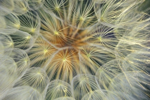 Pennsylvania Prints: Dandelion Seedhead close-up. Credit as: Nancy Rotenberg / Jaynes Gallery / DanitaDelimont