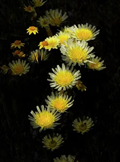 Betty Sederquist Prints: Dandelions