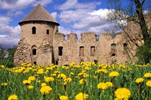 Baltic Country Prints: Dandelions surround