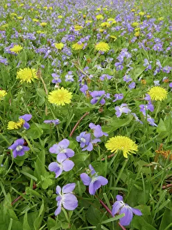 Dandelion Prints: Dandelions and violets blooming, spring, western Kentucky