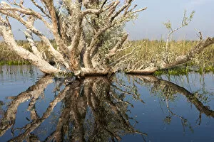 Danube Delta during spring, with flooded riparian forest, romania