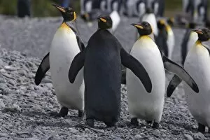 Images Dated 8th January 2006: A dark charcoal gray colored melanistic king penguin contrasts sharply and stands