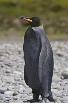A dark charcoal gray colored melanistic king penguin contrasts sharply and stands