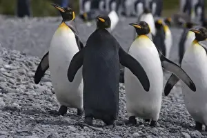 A dark charcoal gray colored melanistic king penguin contrasts sharply and stands