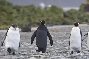 Images Dated 8th January 2006: A dark charcoal gray colored melanistic king penguin stands out in a crowd of normal