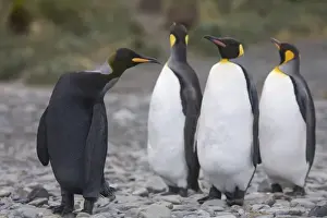 Images Dated 8th January 2006: A dark charcoal gray colored melanistic king penguin stands out in a crowd of normal