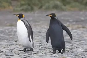 Images Dated 8th January 2006: A dark charcoal gray colored melanistic king penguin walks with a normal colored
