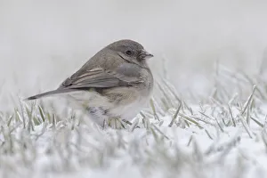 Ground Prints: Dark-eyed Junco on the ground in snow