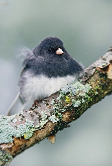 Dark Eyed Junco Prints: Dark-eyed Junco, Junco hyemalis Dark-eyed Junco, Junco hyemalis