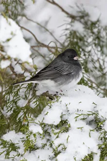 Red Cedar Prints: Dark-eyed Junco (Junco hyemalis) feeding in Red Cedar in winter, Marion County, Illinois