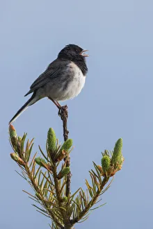 Dark Eyed Junco Prints: Dark-eyed junco singing