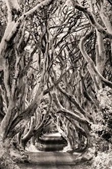 The Dark Hedges in County Antrim, Northern Ireland