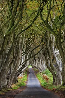 Places Collection: The Dark Hedges in County Antrim, Northern Ireland