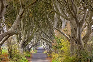 The Dark Hedges in County Antrim, Northern Ireland