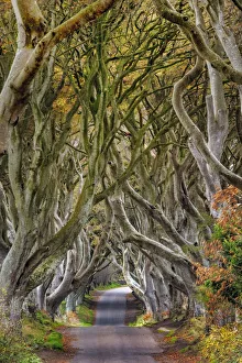 The Dark Hedges in County Antrim, Northern Ireland