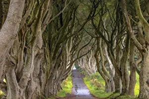 Beech Prints: The Dark Hedges in Northern Ireland