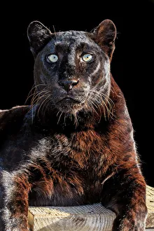 Staring Prints: A dark-phase African leopard