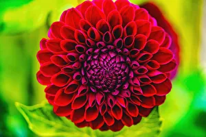 Decorative Prints: Dark red pompom ball dahlia blooming. Dahlia named Jessie G