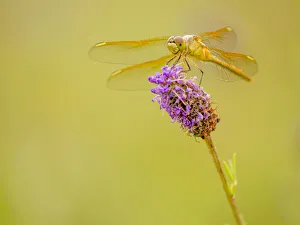 Minneapolis Prints: Darter dragonfly on prairie clover in prairie, Murphy-Hanrahan Regional Park
